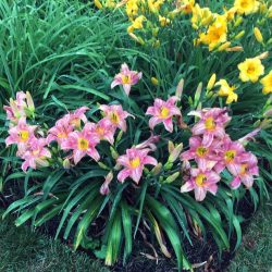 Hersey-Garden-01