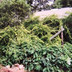 Toy-Shop-Restoration-01